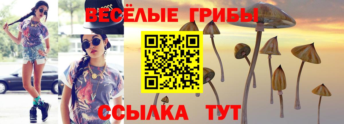 Псилоцибиновые грибы мицелий  где найти наркотики  Гудермес 